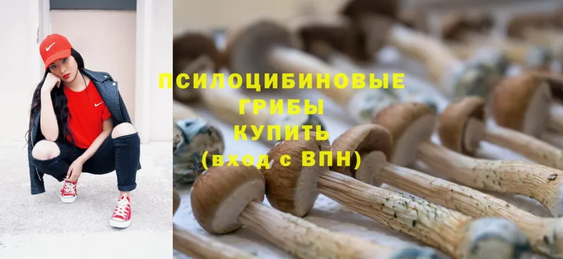 как найти закладки  Приморско-Ахтарск  Галлюциногенные грибы Magic Shrooms 